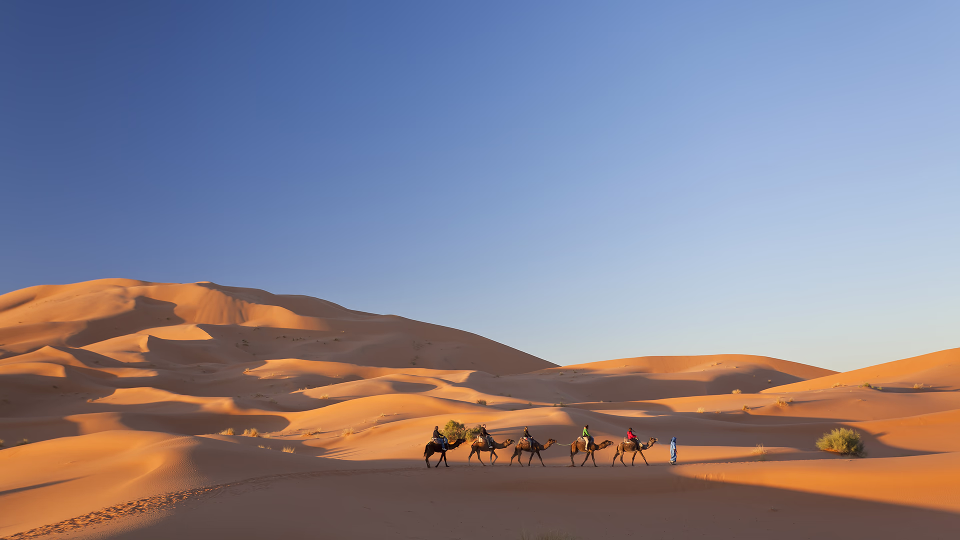 Hombre con turbante azul guiando una caravana de camellos por el Sahara